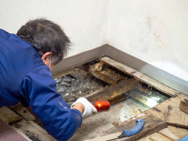 Reliable Salado, TX Mold Remediation Solutions
