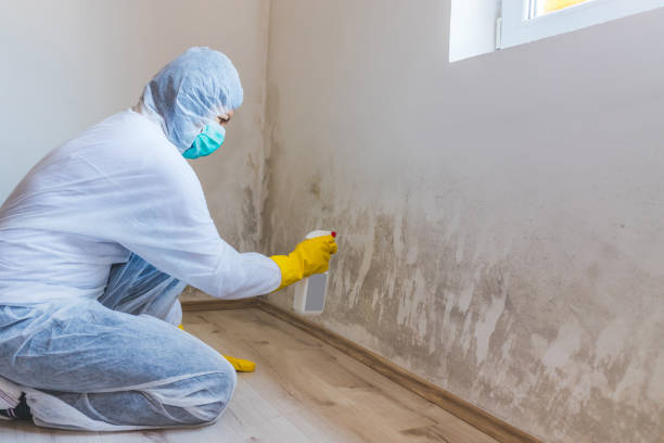 Best Commercial Mold Remediation in Salado, TX