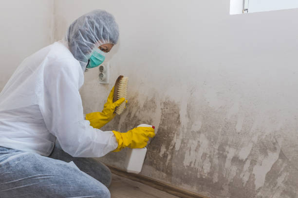 Best Residential Mold Remediation in Salado, TX