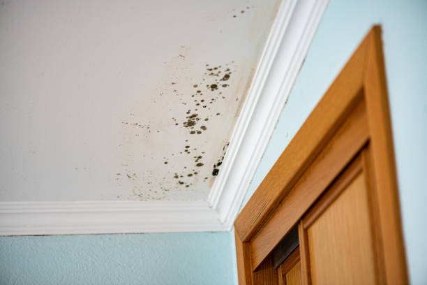 Best Attic Mold Remediation in Salado, TX