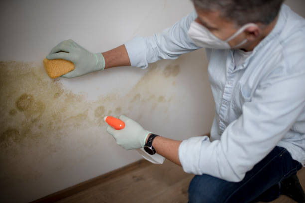 Best Localized Mold Remediation (e.g., coastal areas, humid climates) in Salado, TX