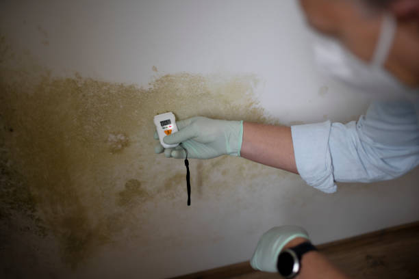 Best Kitchen Mold Remediation in Salado, TX