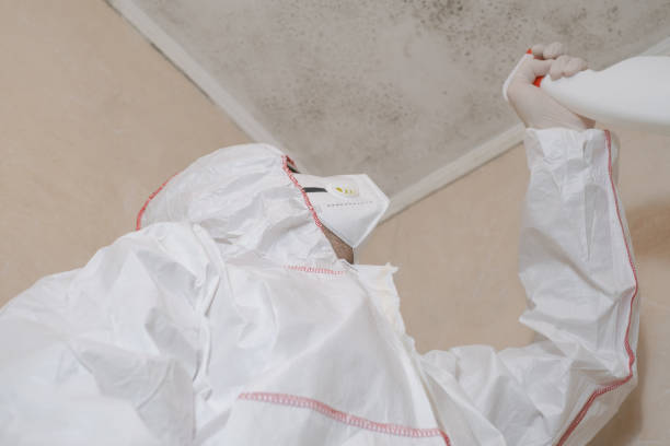 Best White Mold Remediation in Salado, TX