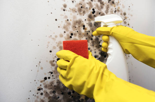Best Mold Testing and Inspection Services in Salado, TX