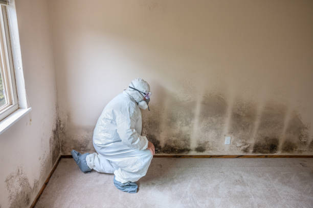 Best HVAC Mold Remediation in Salado, TX
