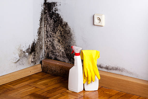 Best Emergency Mold Remediation in Salado, TX