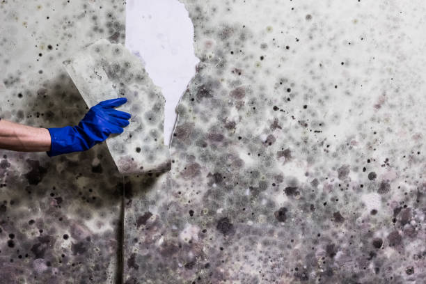 Salado, TX Mold Remediation Company