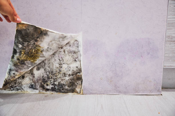 Best Post-Flood Mold Remediation in Salado, TX